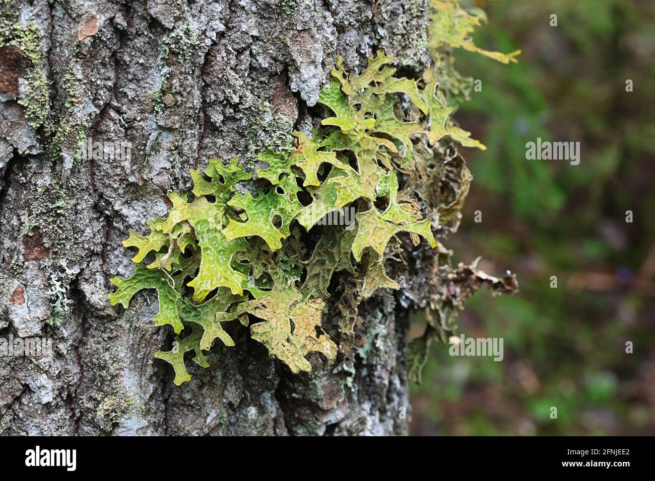 Lobaria pulmonaria, conosciuta come tree lungwort, lichen polmonare, muschio polmonare, lichene di lungwort, polmoni di quercia o lungwort di quercia Foto Stock