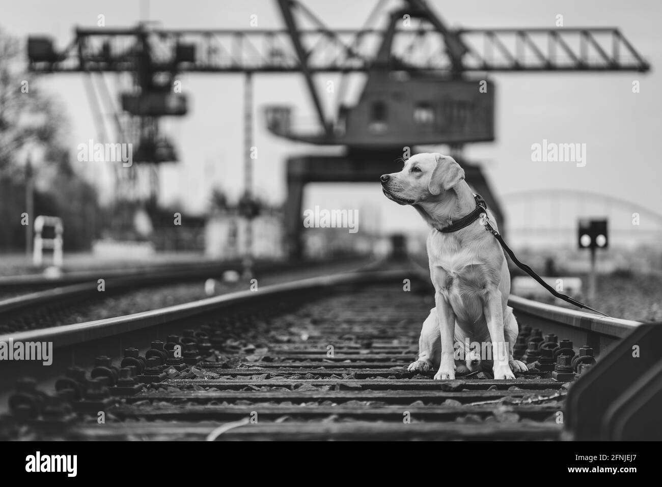 Ritratto di un cane su binari ferroviari. Labrador Retriever. Foto Stock