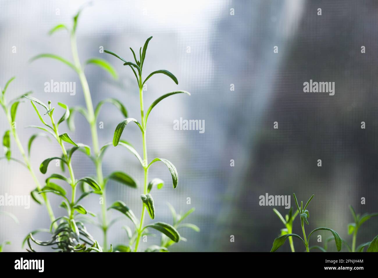 Piante verdi crescono su un davanzale, primo piano foto con fuoco morbido selettivo Foto Stock