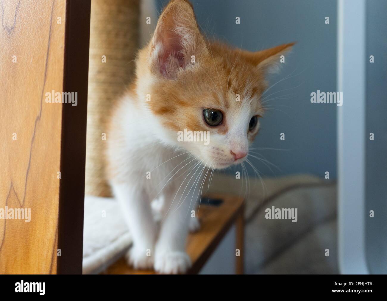 Un tabby di zenzero con gattino bianco si erge su un legno albero del gatto Foto Stock