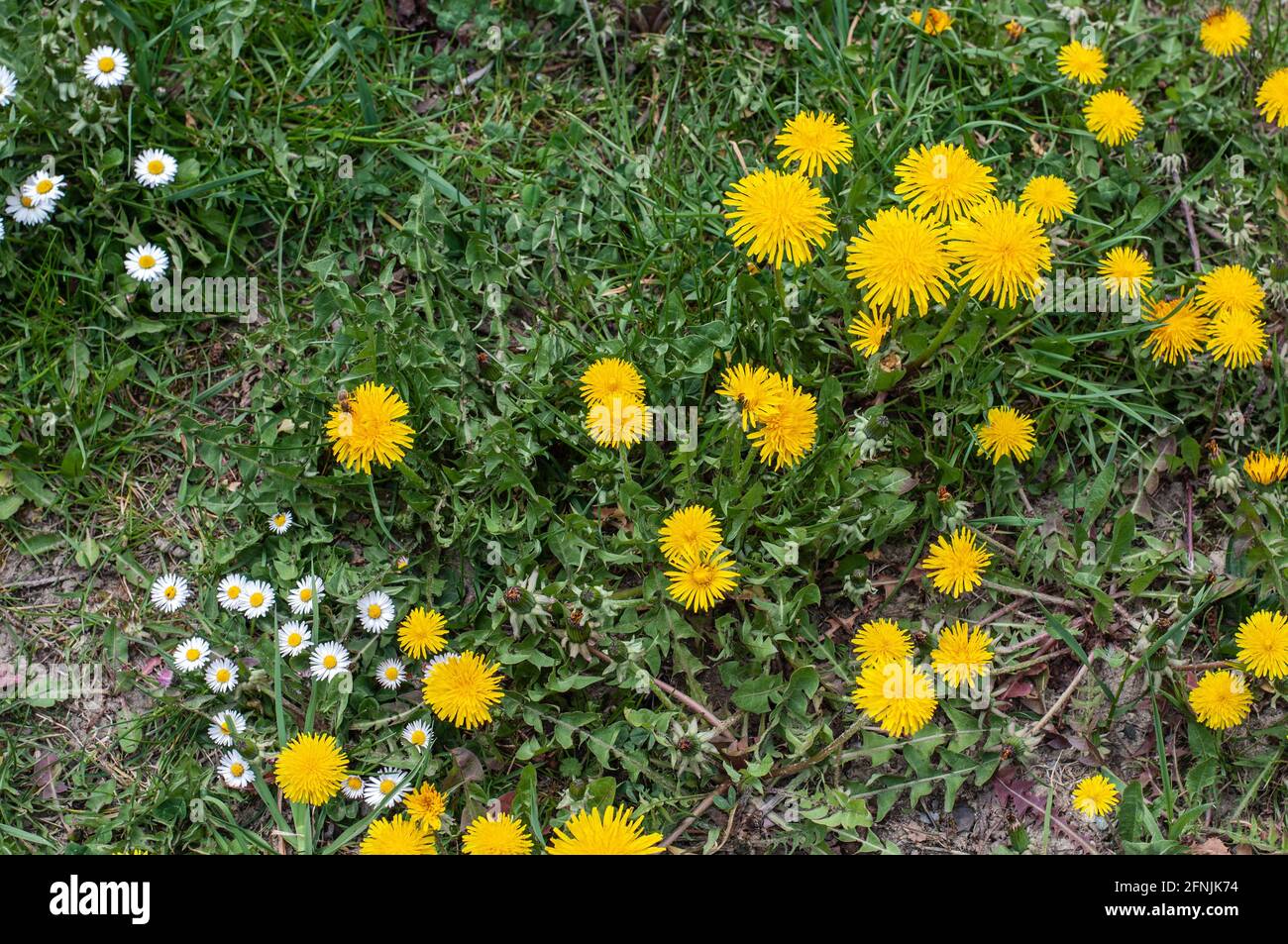 primo piano di dandelioni gialli e margherite bianche in un'incolta prato Foto Stock
