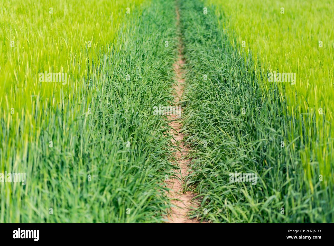 Un percorso attraverso un campo. Un campo luminoso e verde con un sentiero ben trodden che conduce in lontananza Foto Stock