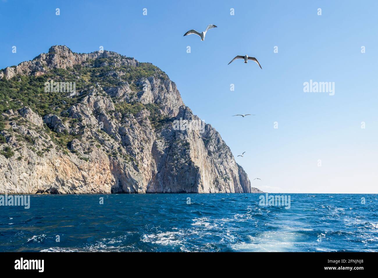 Gabbiani sopra Capo Aya nella Crimea. Foto Stock