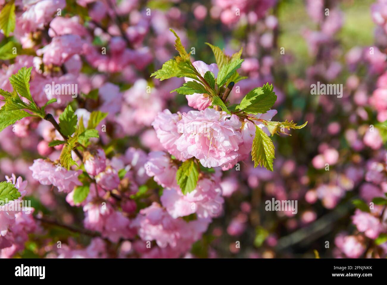 Cespuglio fiorito con bellissimi fiori rosa in primavera. Foto Stock