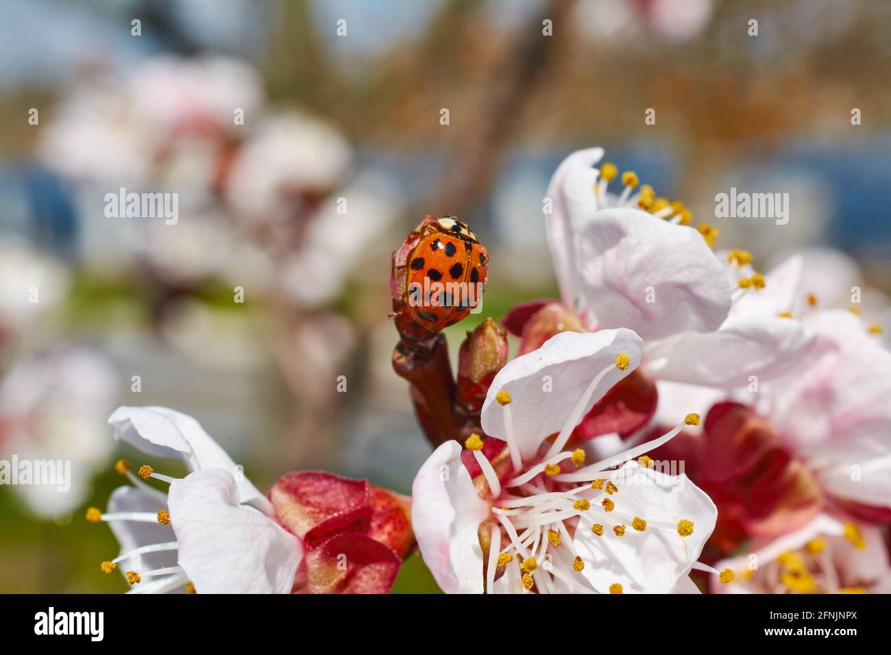 Ladybug su un ramo di albicocche. Foto Stock