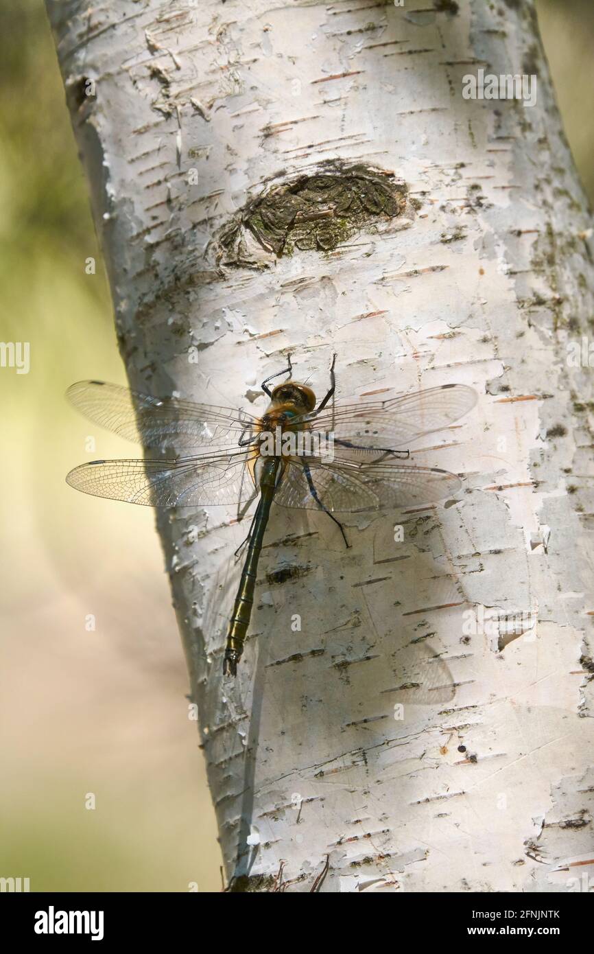 Una libellula si siede su un albero ai raggi del sole primaverile. Foto Stock