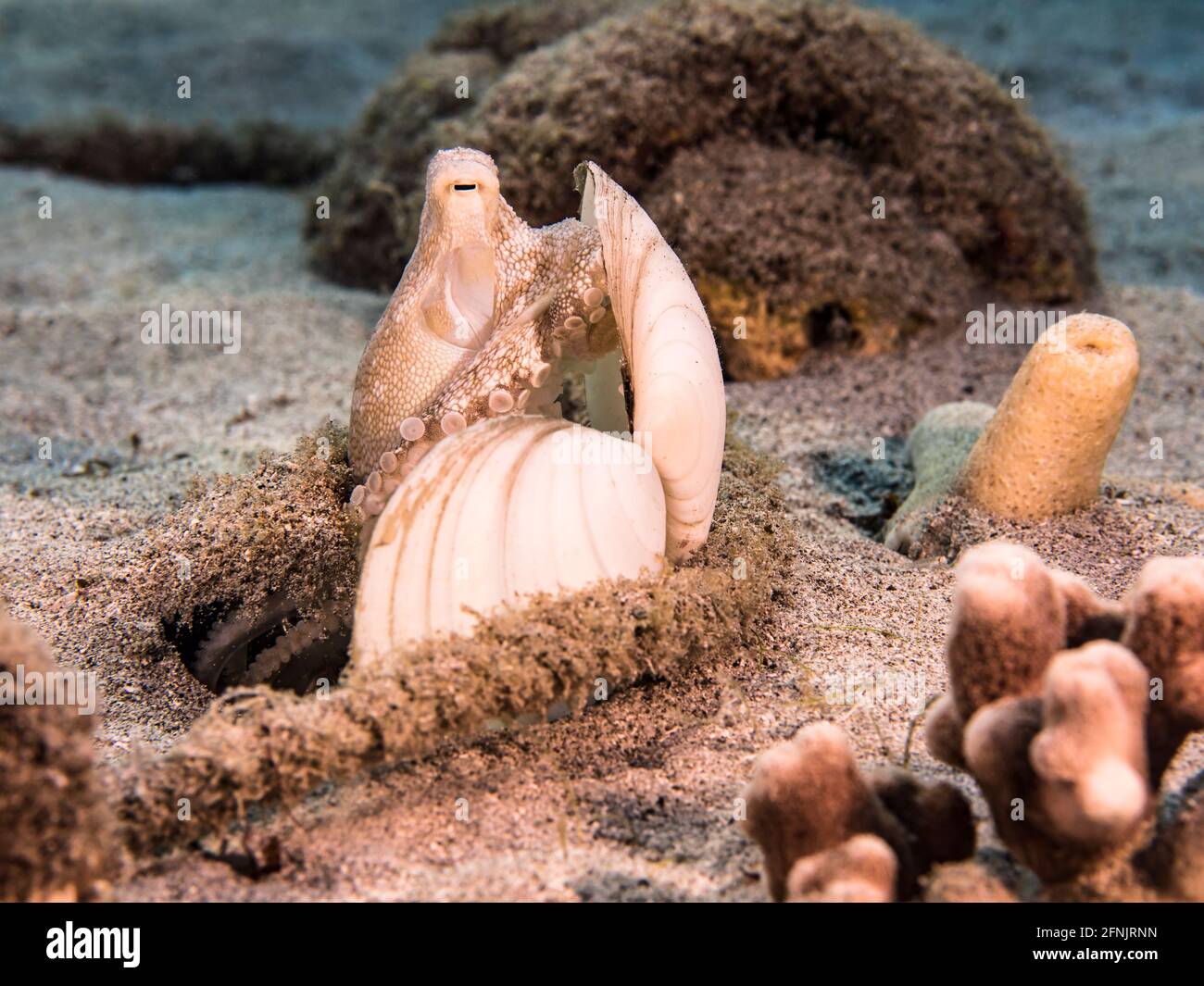 Polpo giovanile in acque poco profonde della barriera corallina del Mar dei Caraibi, Curacao Foto Stock