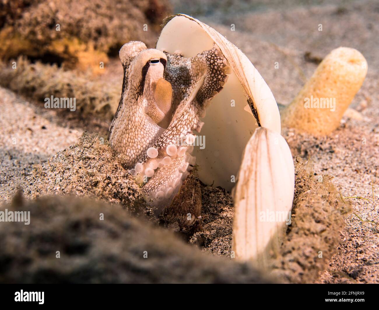 Polpo giovanile in acque poco profonde della barriera corallina del Mar dei Caraibi, Curacao Foto Stock