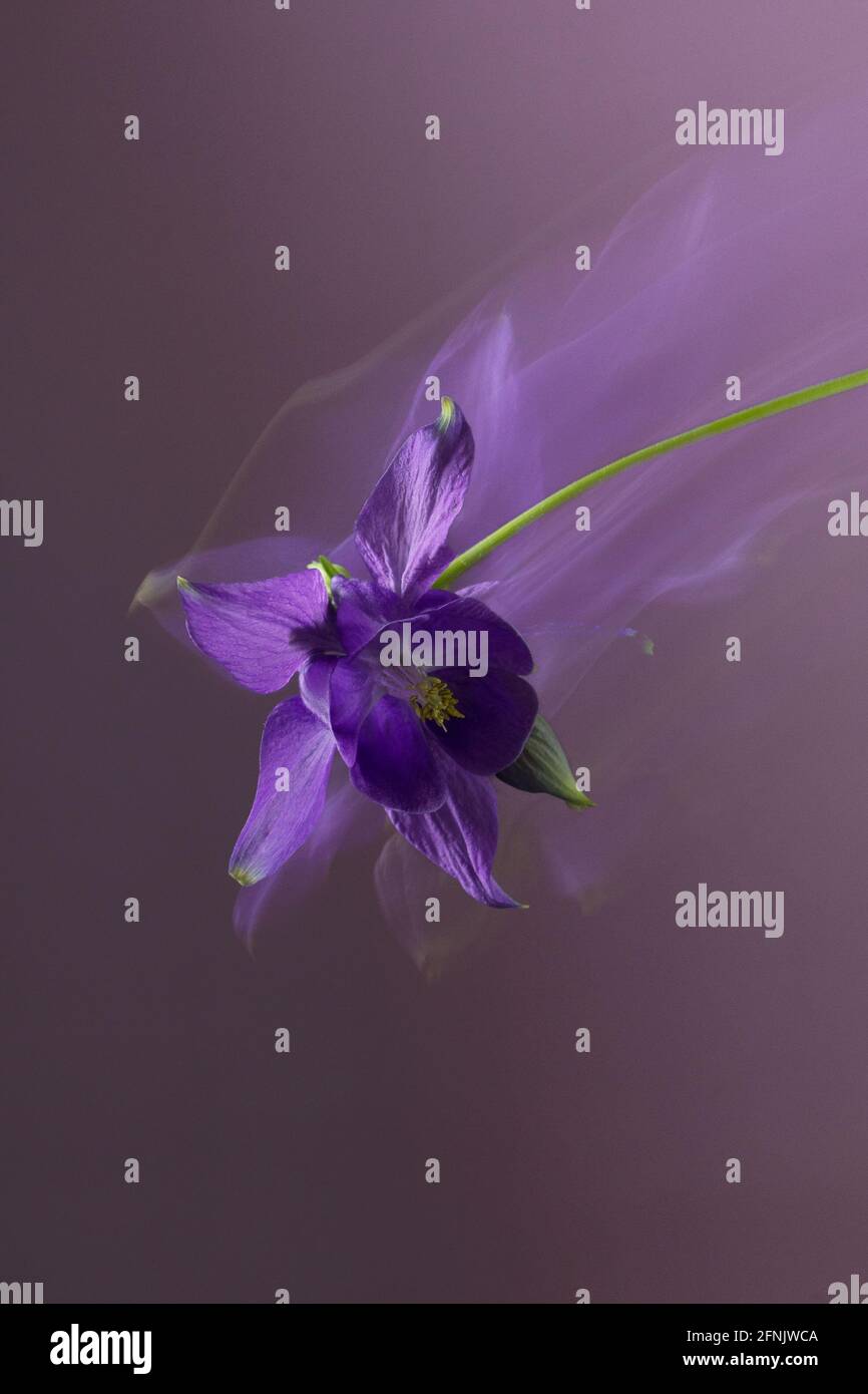 Fotografia astratta di fiori, lunga velocità dell'otturatore, petali viola, sfondo viola Foto Stock