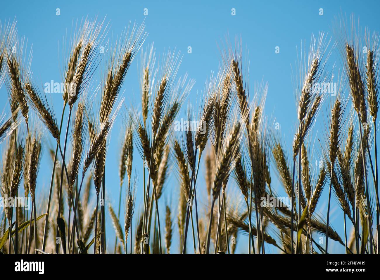 Naturale organica segale che cresce localmente su un campo tra Kalaw e Inle Lake, Shan state, Myanmar Foto Stock