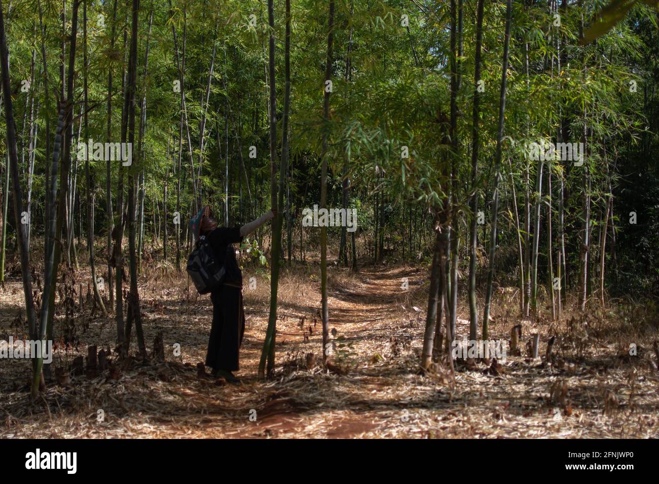 Shan state, Myanmar - 7 gennaio 2020: Un uomo locale ispeziona un albero di bambù in una foresta su un sentiero sterrato tra Kalaw e il lago Inle Foto Stock