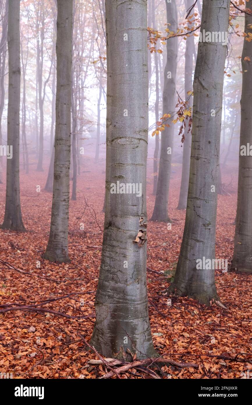 Misty Wood Foto Stock