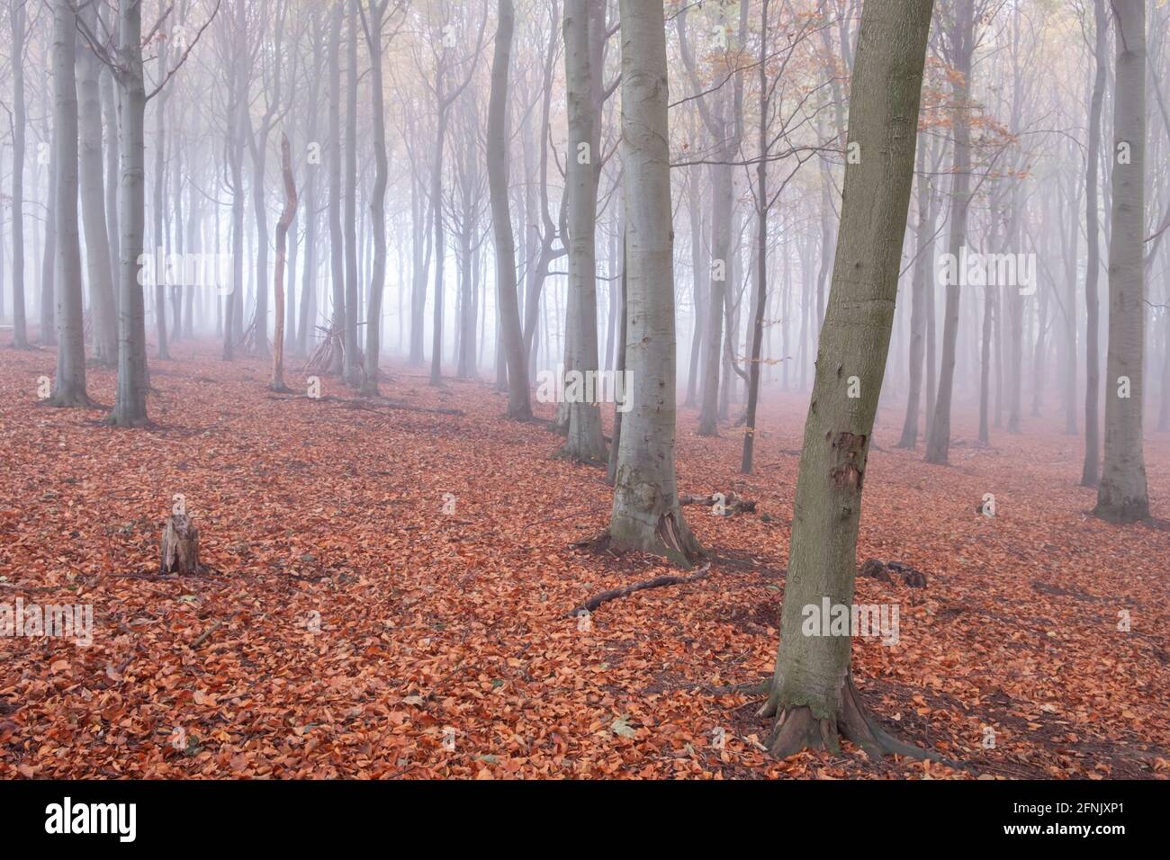 Misty Wood Foto Stock
