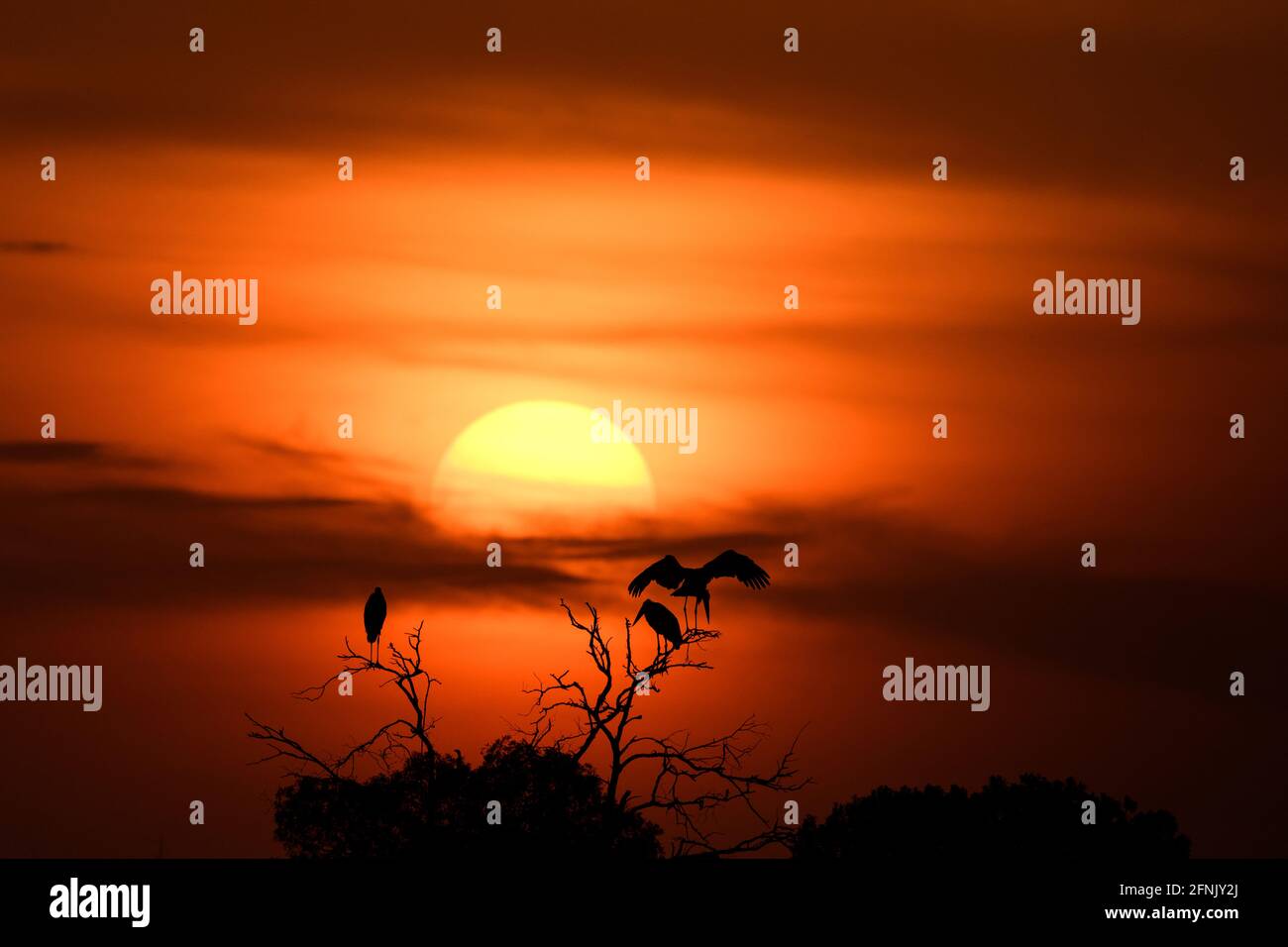 Maribou cicogna al tramonto Foto Stock