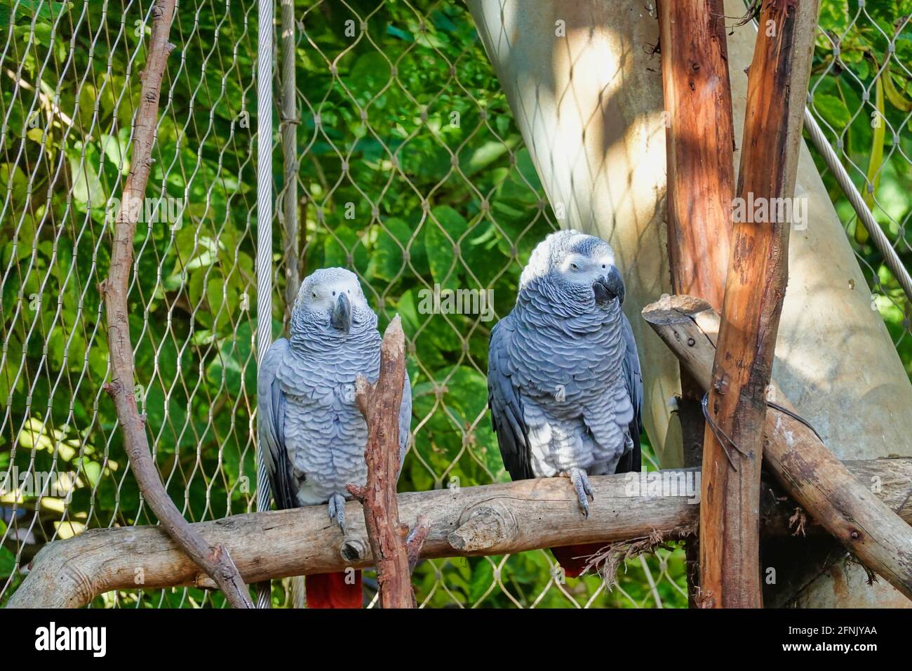 Pappagalli grigi africani su un persico in una gabbia Foto Stock