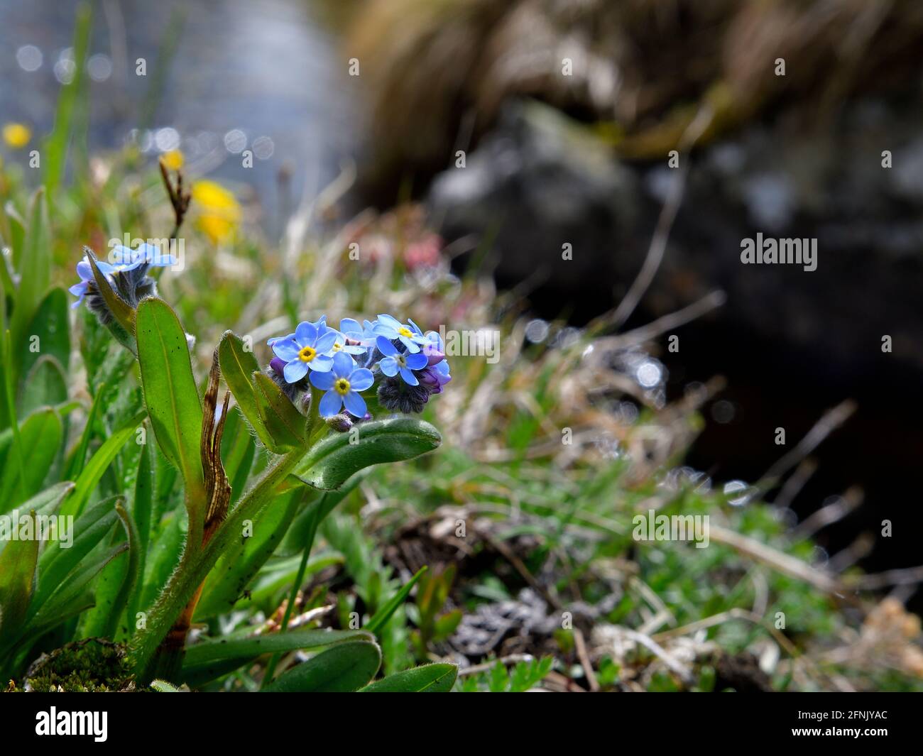 Piccoli fiori alpini chiamati Myosotis, anche colloquialmente denominati forget-me-nots o erbe di scorpione Foto Stock