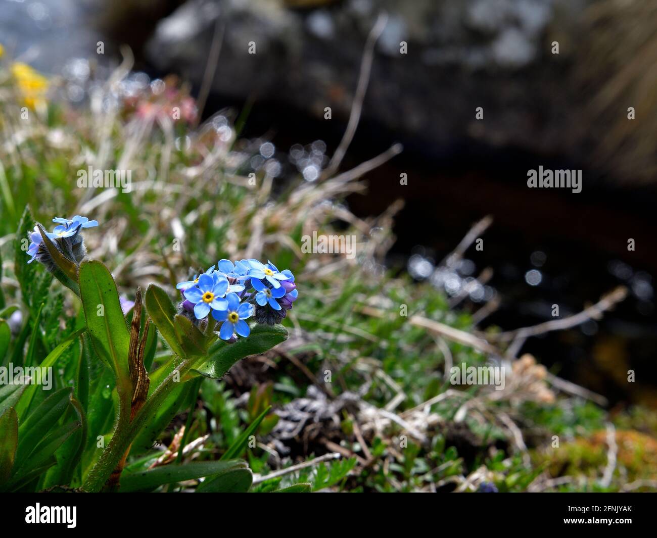 Immagine di un gentile al confine di un alpino fiume Foto Stock