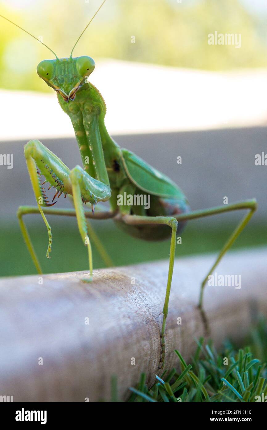 Un mantis europeo su un bastone di legno Foto Stock