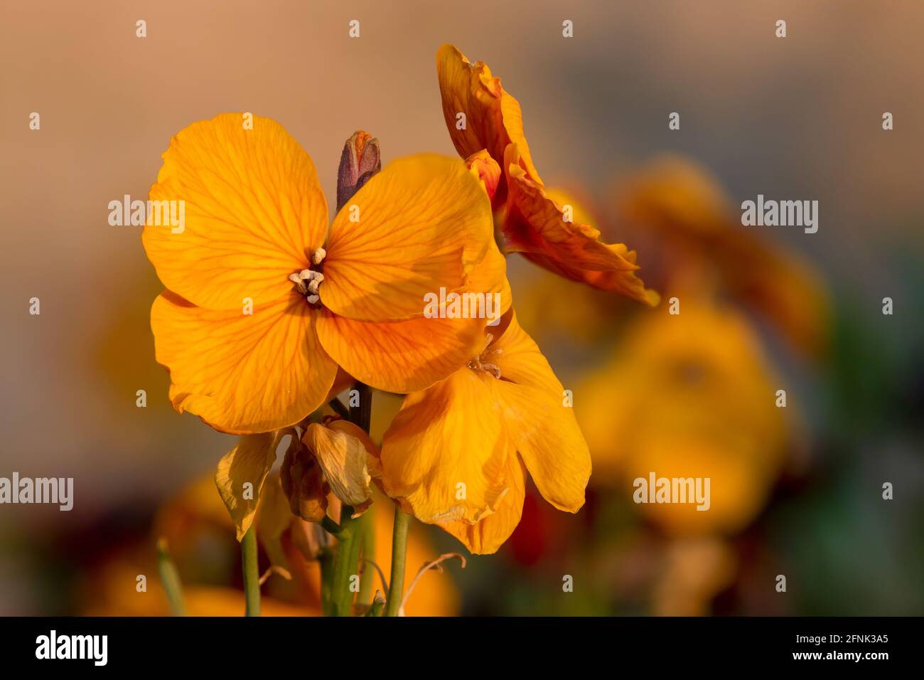 Primo piano di una pianta di fiori di campo (erysimum cheiri) in fiore Foto Stock