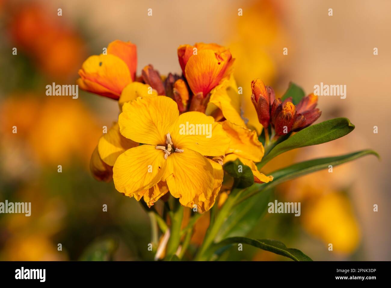 Primo piano di una pianta di fiori di campo (erysimum cheiri) in fiore Foto Stock