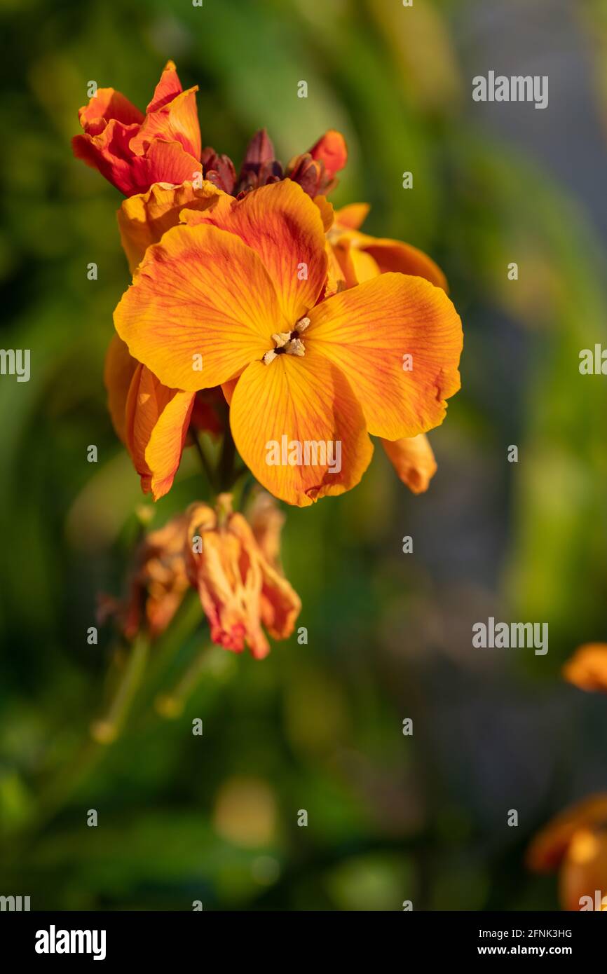Primo piano di una pianta di fiori di campo (erysimum cheiri) in fiore Foto Stock