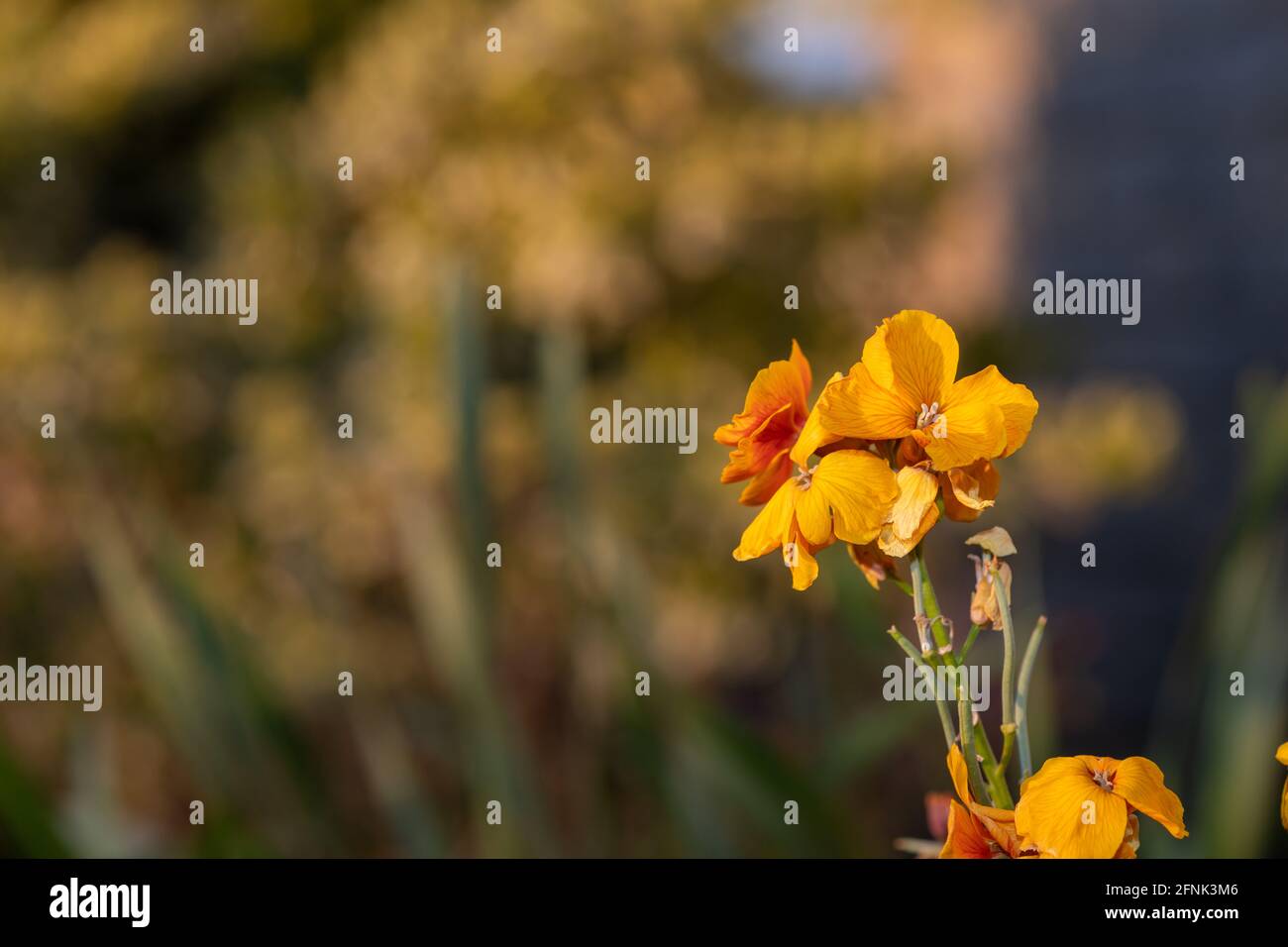 Primo piano di una pianta di fiori di campo (erysimum cheiri) in fiore Foto Stock