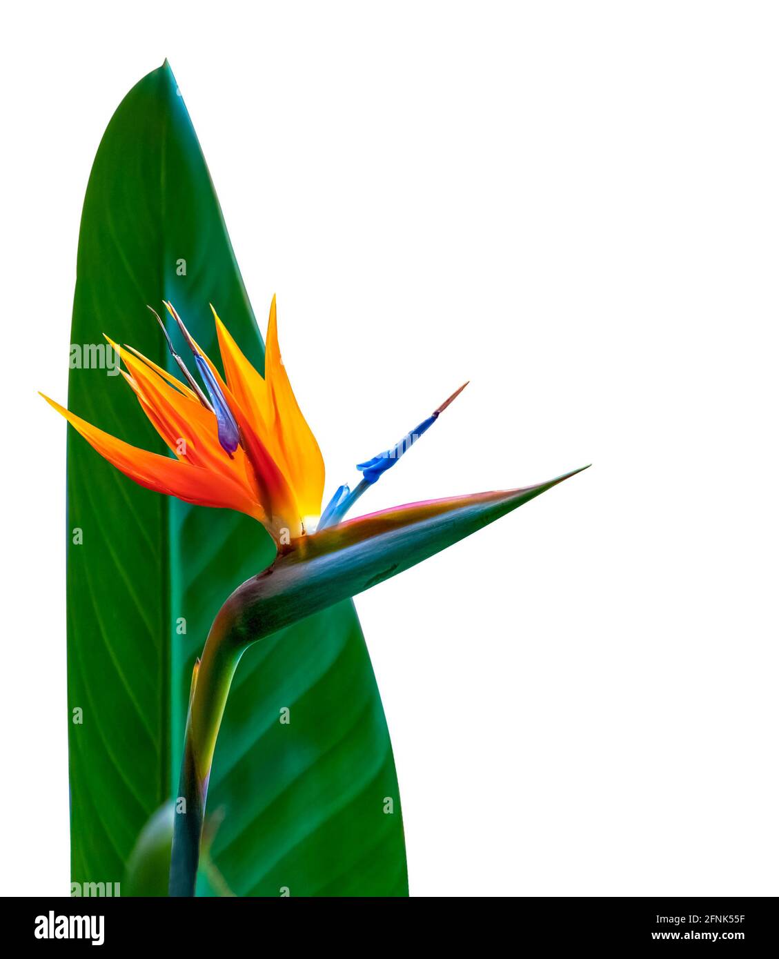 uccello di paradiso fiore e foglia closeup indietro illuminato con colori brillanti isolati su uno sfondo bianco Foto Stock