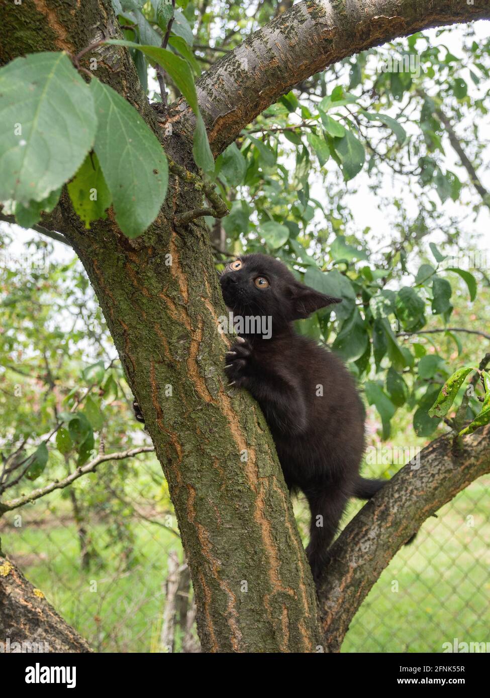 Un gattino nero di caccia. Il divertimento di Cat. Griffe sporgenti. Foto Stock