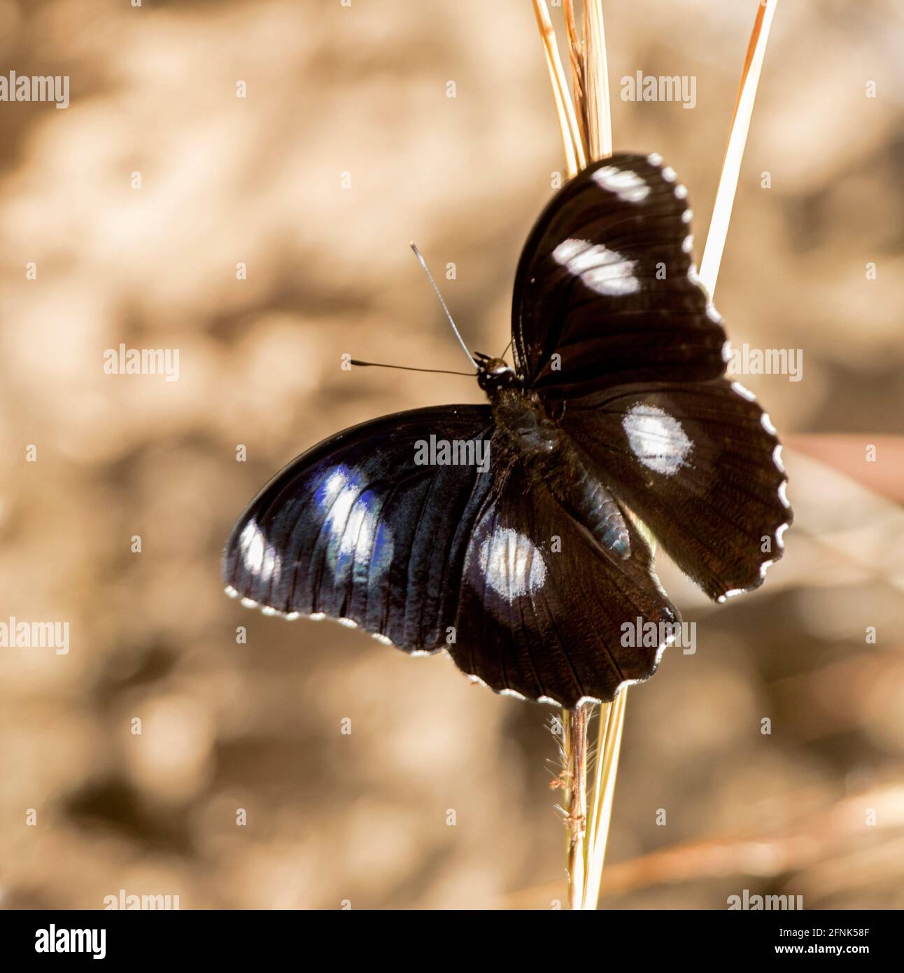 Farfalla Blue Moon maschile, Hypolimnas bolina, con ali nere con grandi macchie bianche, nel Queensland Australia Foto Stock