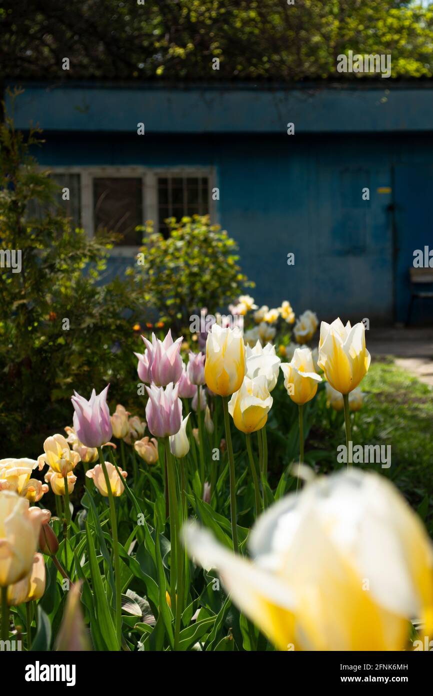 Tulipani colorati sul giardino Foto Stock
