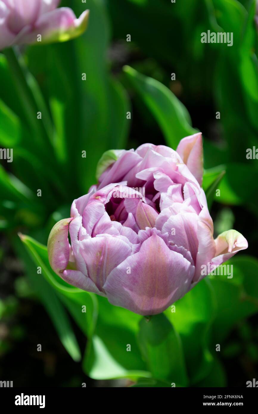 Tulipani rosa su erba verde Foto Stock