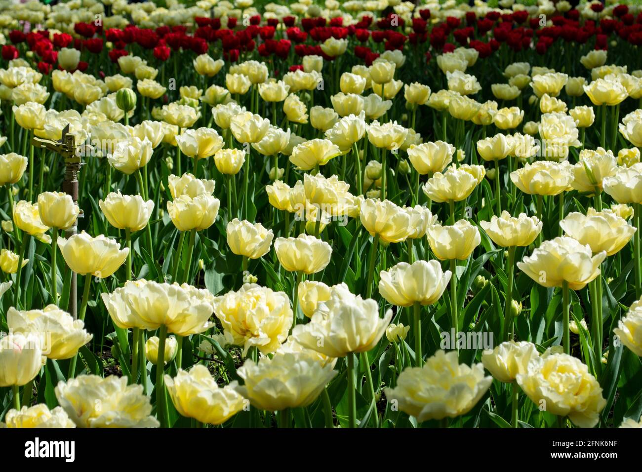 Tulipani bianchi e rossi sul campo Foto Stock