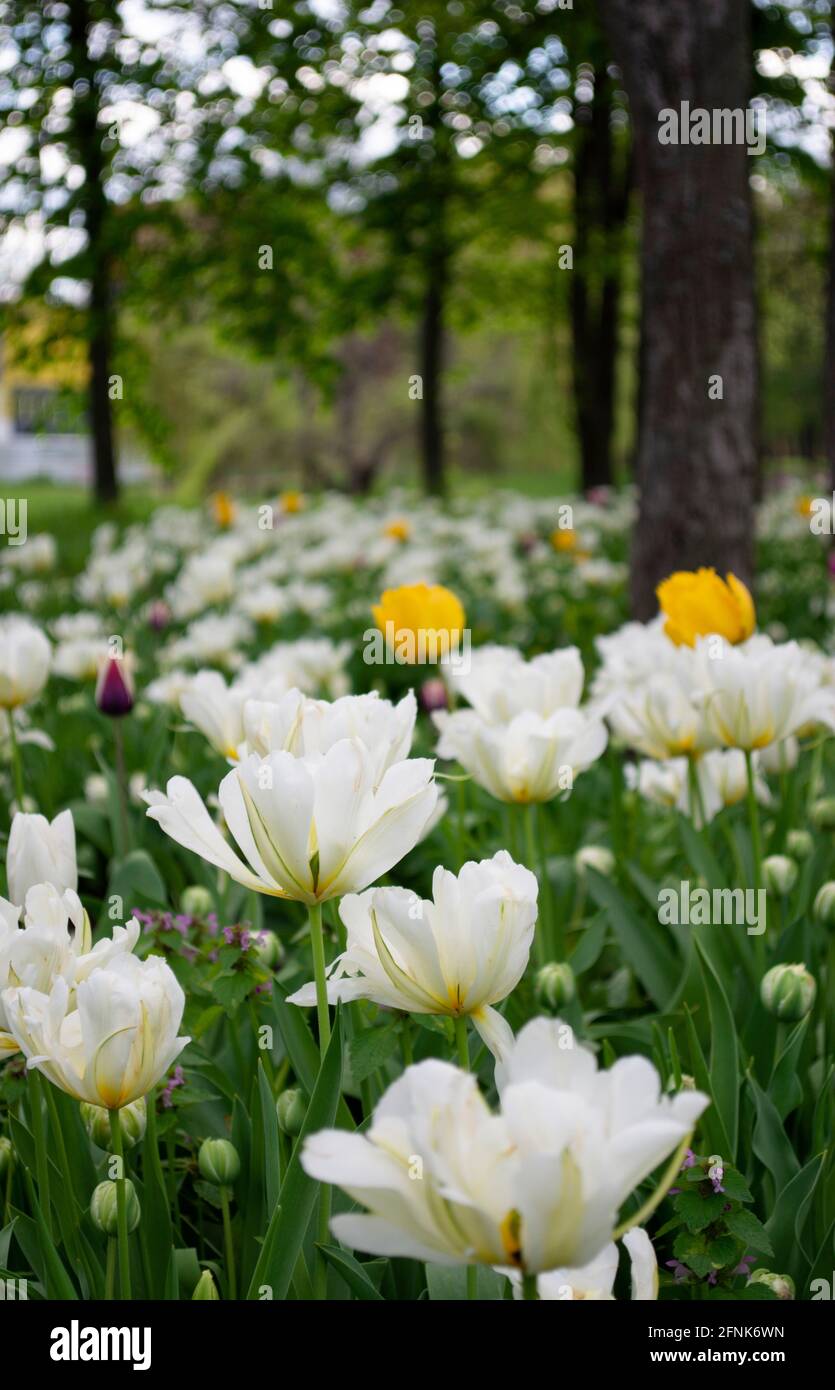 Fiori colorati sul giardino Foto Stock
