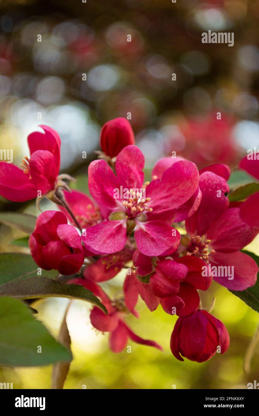 rosa sakura fiorisce sul giardino Foto Stock