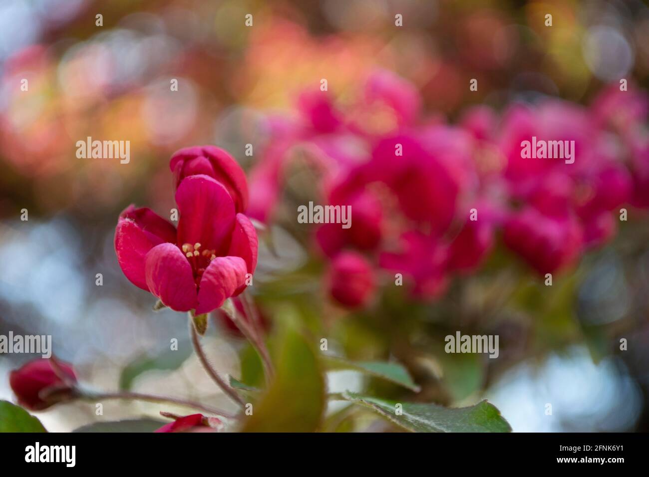 rosa sakura fiorisce sul giardino Foto Stock