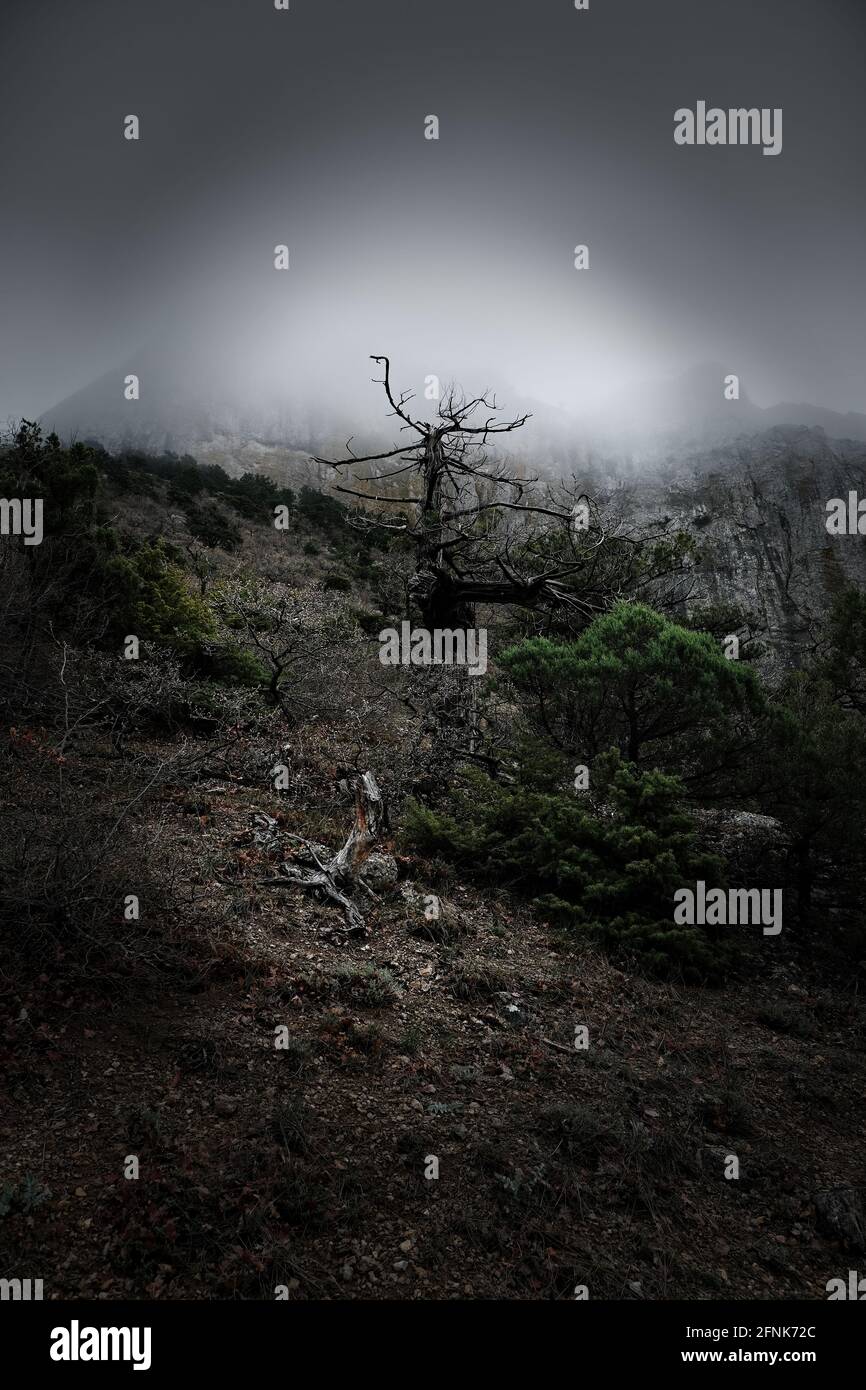 Vista sulle montagne di Foggy con albero di Dead Juniper Foto Stock