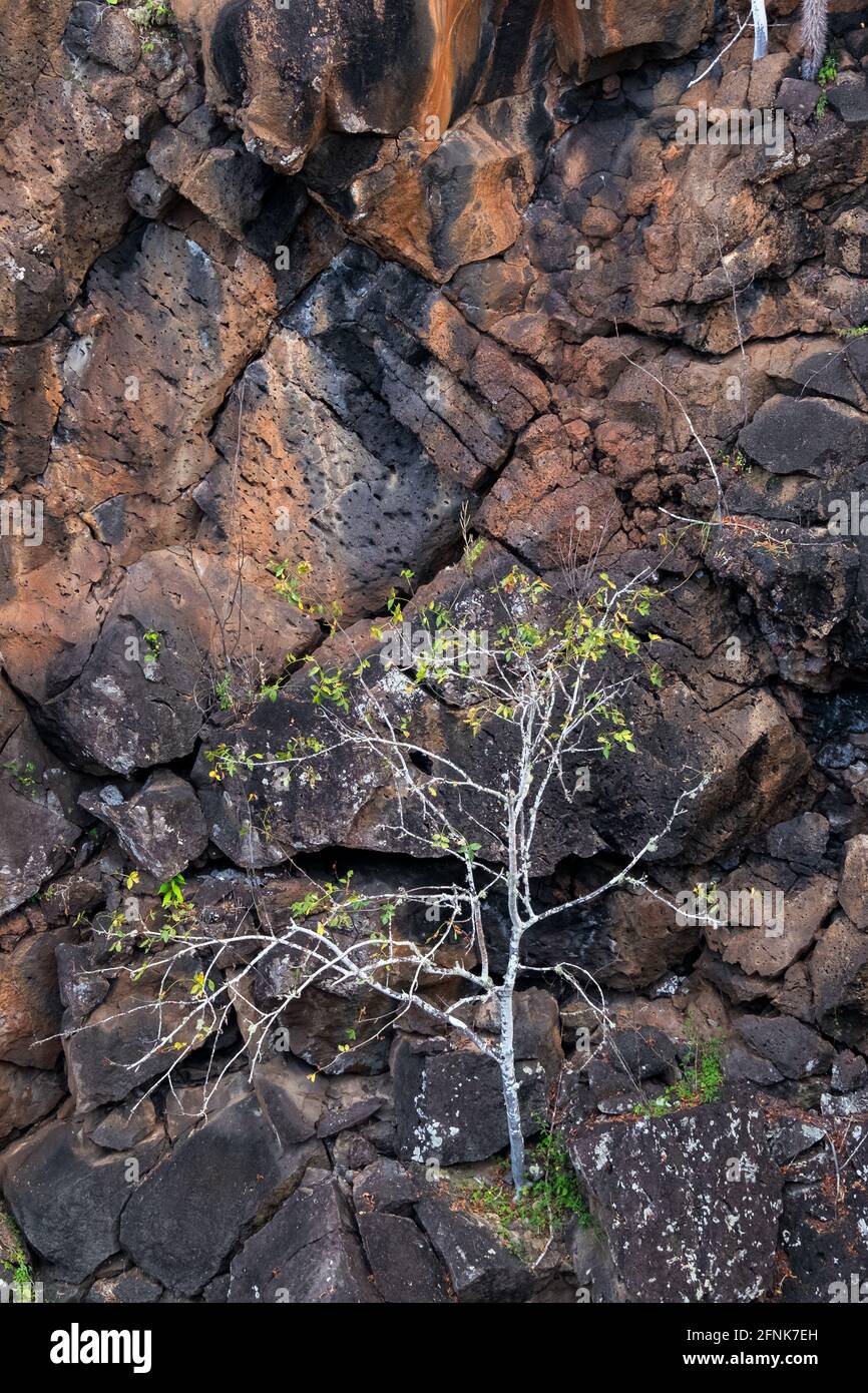 Un albero solitario con alcune foglie gialle su a. Muro di roccia a Las G. Foto Stock