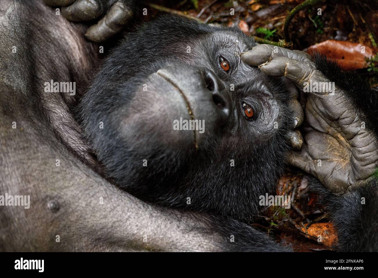 Gorilla di montagna nella foresta impenatrabile di Bwindi, Uganda Foto Stock