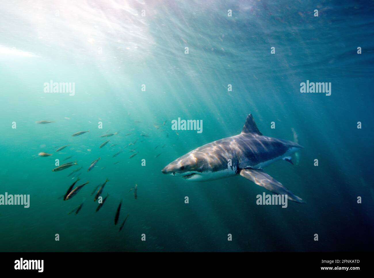 Il grande squalo bianco si allena dalle profondità torbide. False Bay, Sudafrica Foto Stock