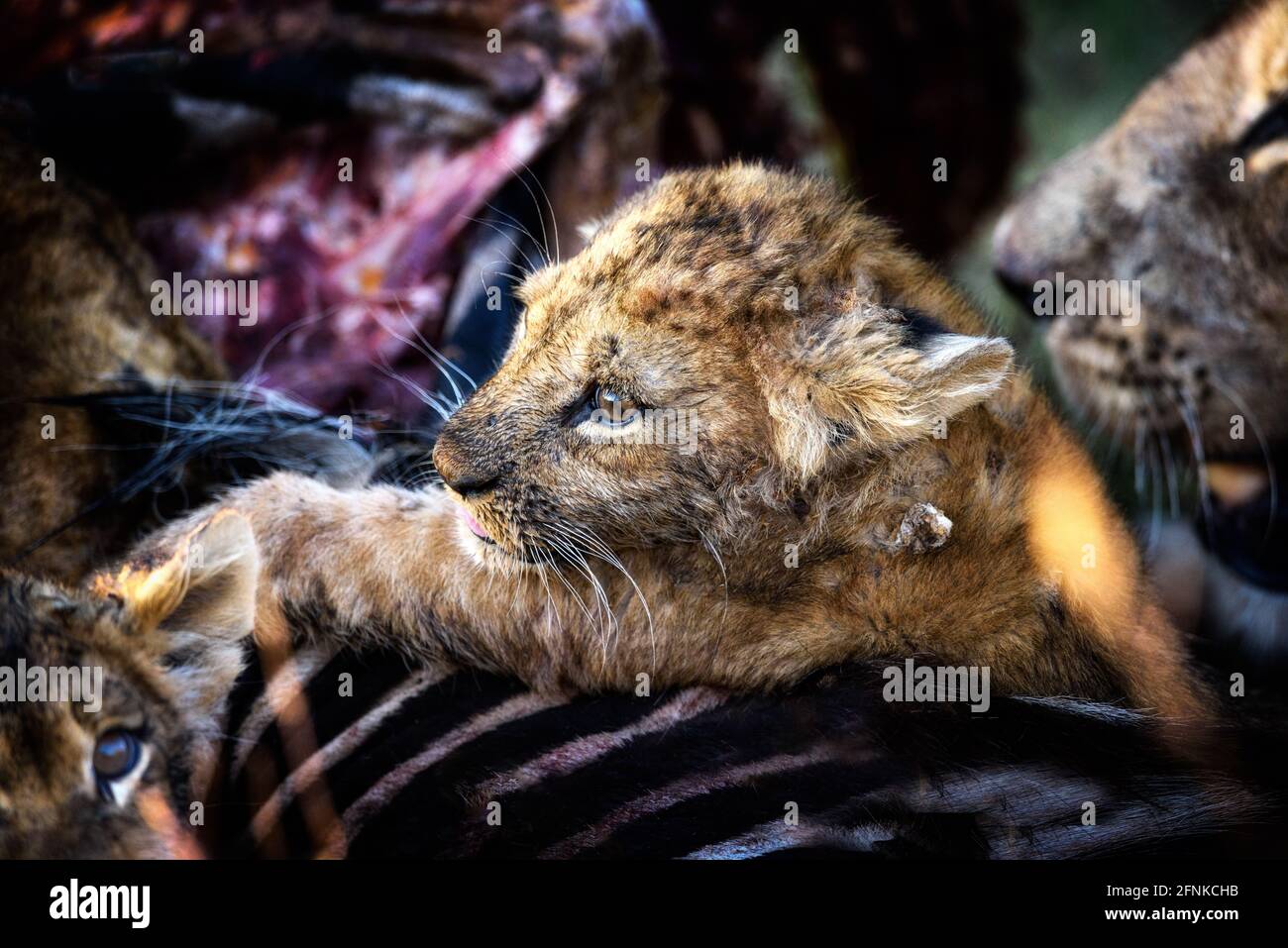 leone cucciolo nutrendo sulla zebra, Africa Foto Stock