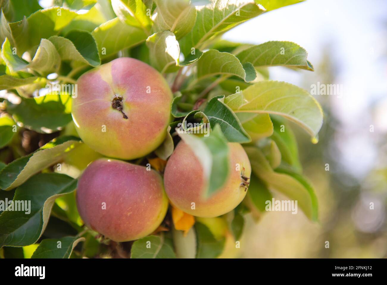 Albero di mela colonnar dolce d'autunno. Un ramo con mele varietali su un giovane albero di mele. Mele liquide sotto il sole brillante. Foto Stock