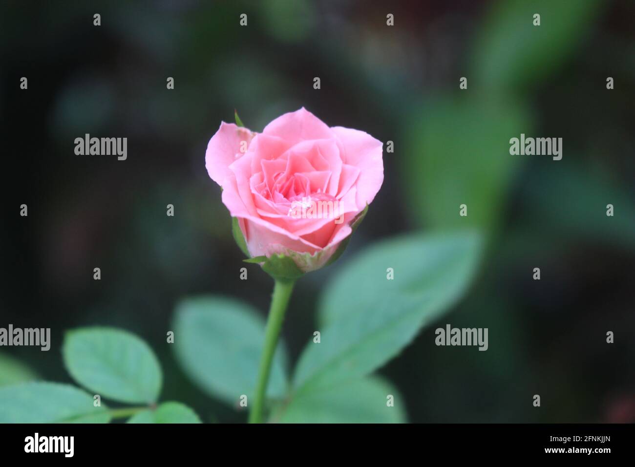 Macro shot di un bel fiore rosa colorato in fiore in giardino con sfondo sfocato Foto Stock