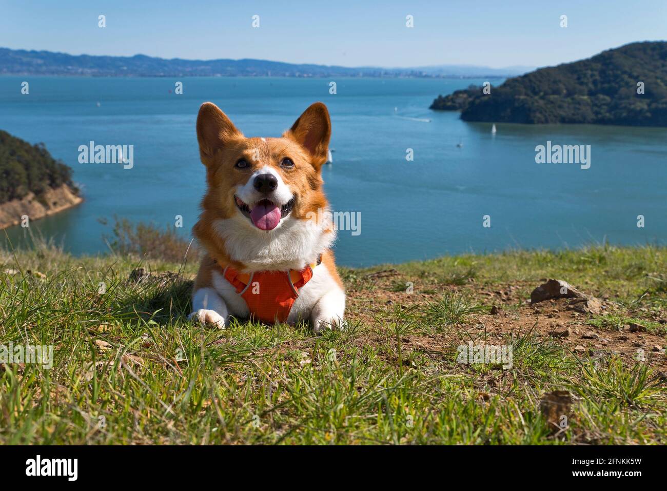 Pembroke gallese Corgis all'aperto Foto Stock