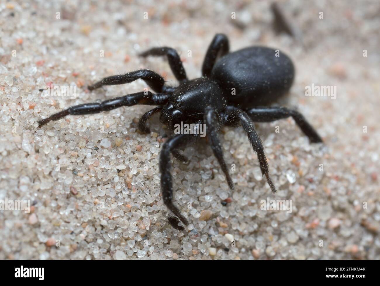 Macro foto di un ragno nero sulla sabbia Foto Stock