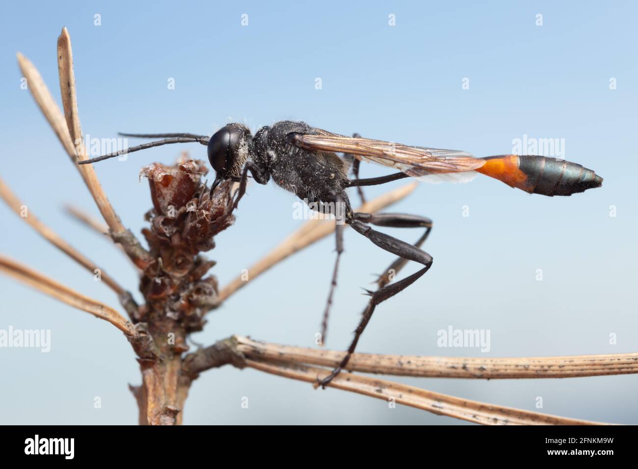 Wasp maschio di sabbia a fasce rosse, sabulosa di Ammophila riposante su ramoscello di pino Foto Stock