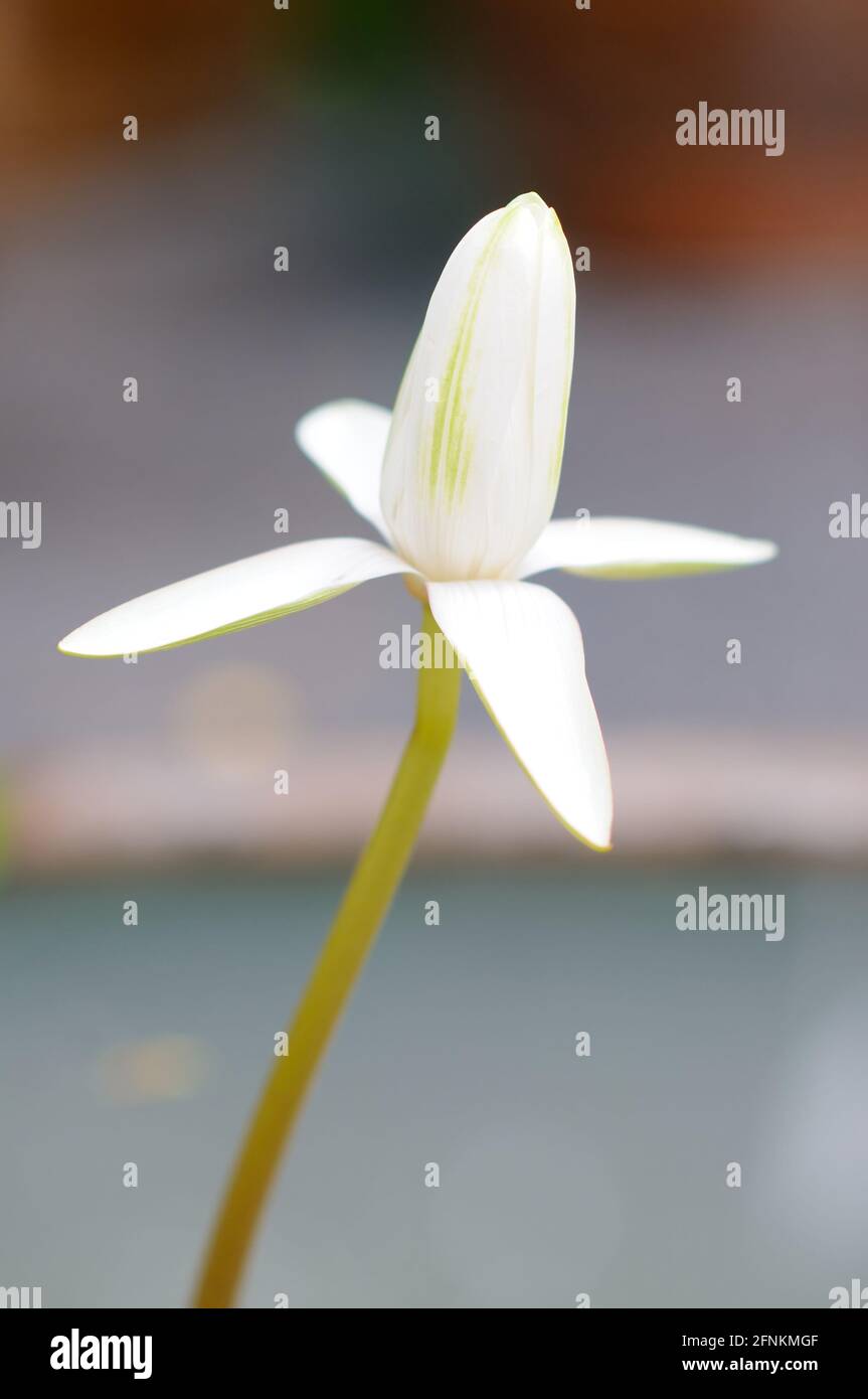 Un giglio d'acqua bianco fiorente Bud Foto Stock