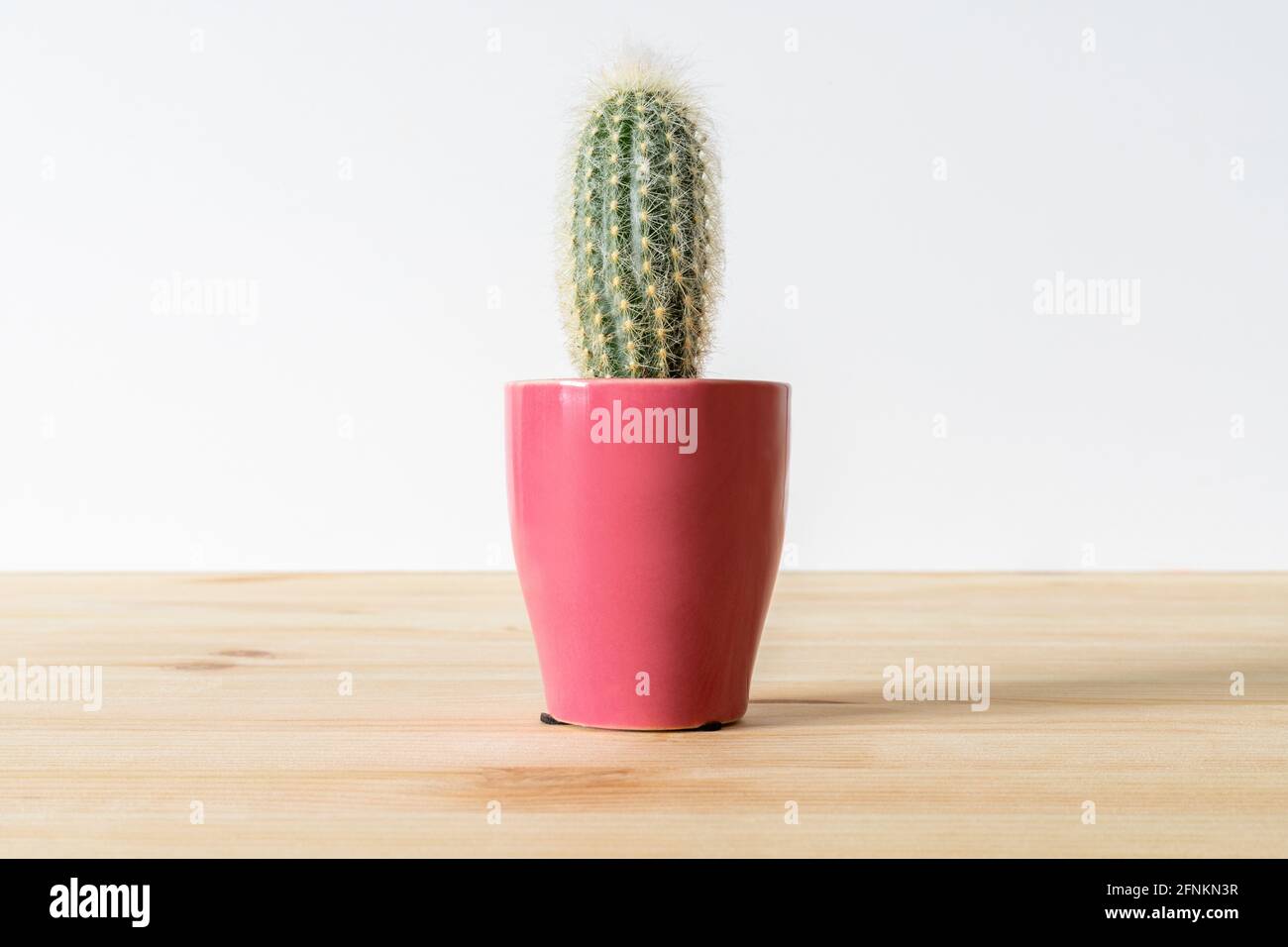 Pianta di Cactus in pentola rosa su tavolo di legno contro parete bianca con spazio di copia. Foto Stock