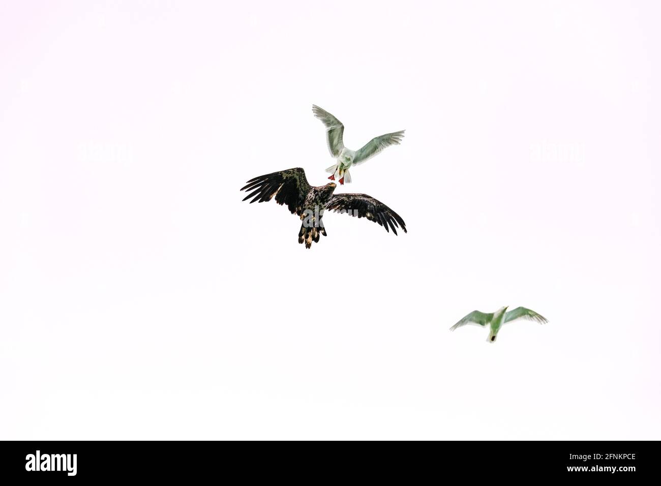 Gabbiani attaccano aquila, alaska Foto Stock