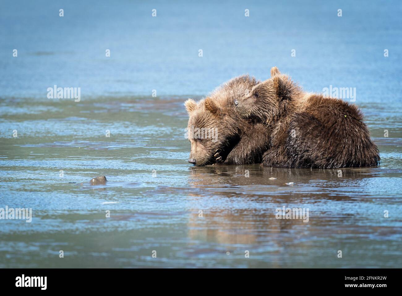 I piccoli cuccioli di orso si stringono insieme per il calore mentre la loro madre scava per le vongole sulla spiaggia. Silver Salmon Creek, Lake Clark National Park, Alaska Foto Stock