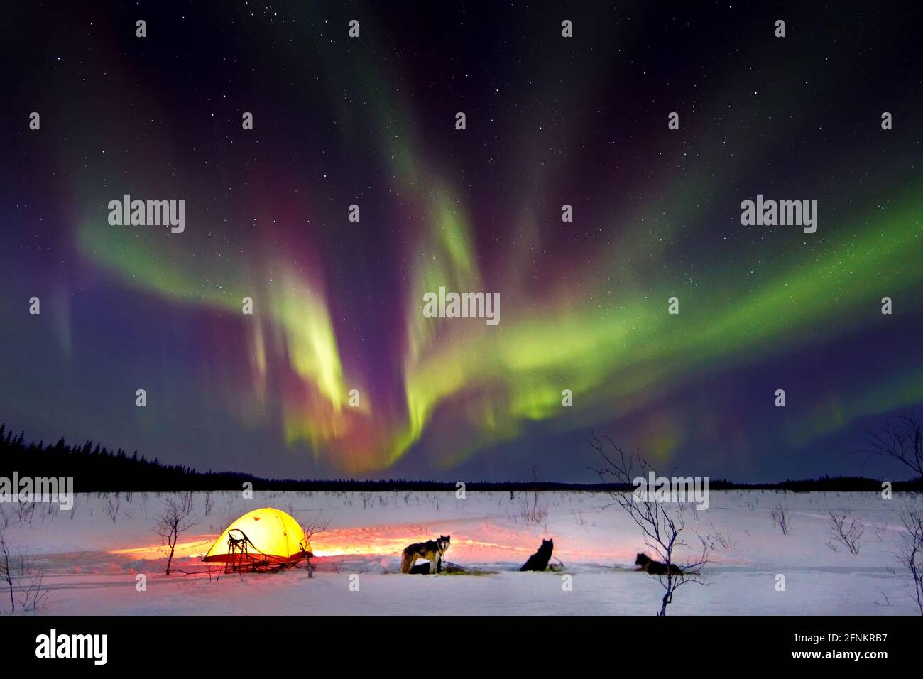 Northern Lights e la squadra di cani, Galena, Alaska Foto Stock